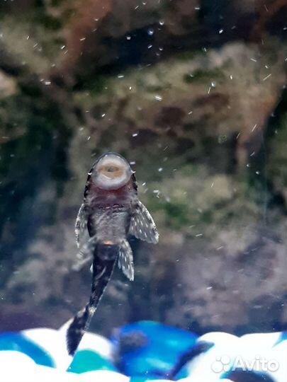 Сомики анциструсы