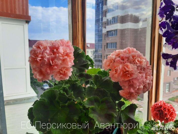 Пеларгония герань сортовая