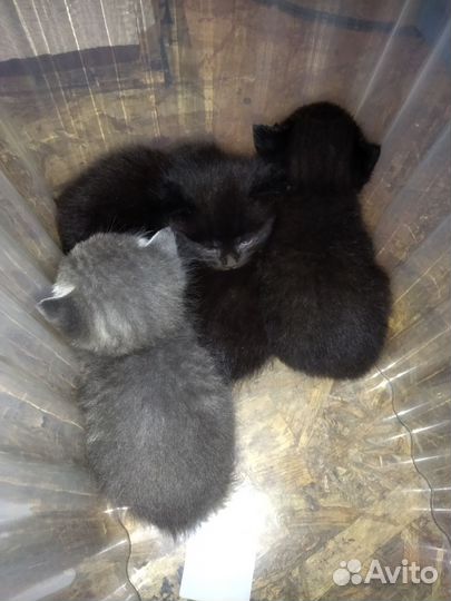 Котята в добрые руки