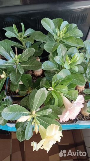 Адениум прививка