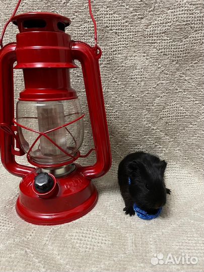 Морская свинка