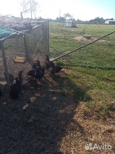 Молодые петушки,папа Маран