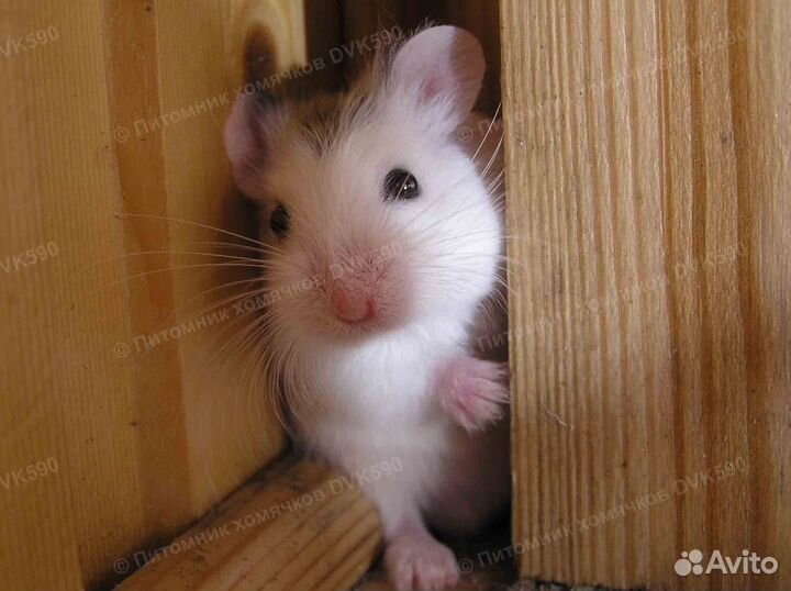 Самый маленький хомячок