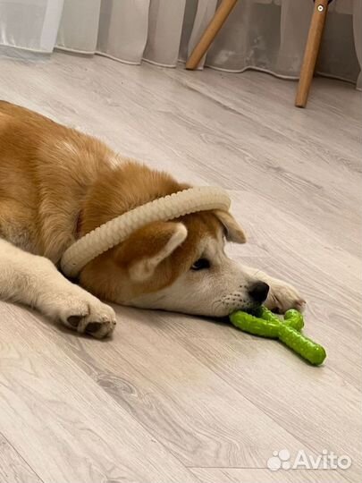 Передержка для животных не гостиница