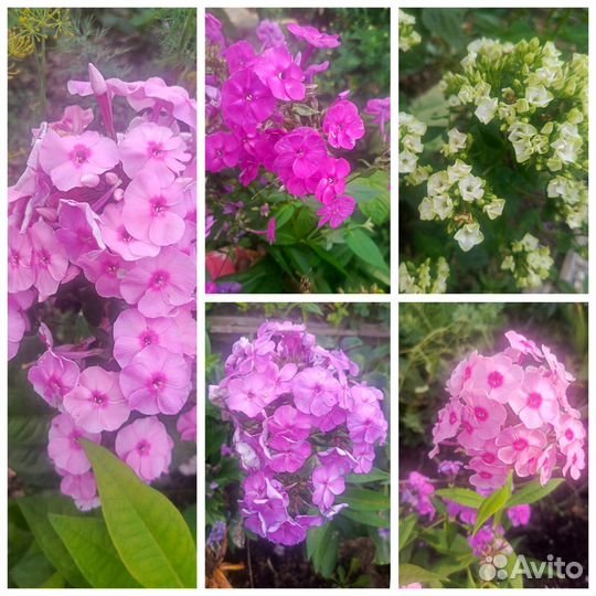 Флоксы, пионы