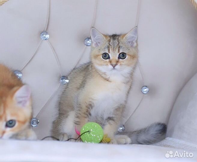 Британская кошечка