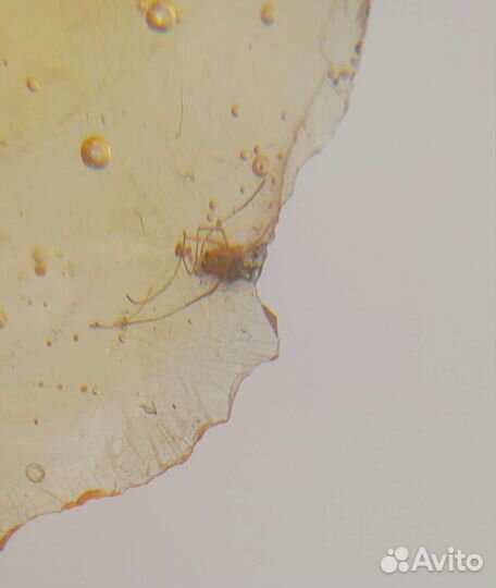 Муха и комар / Инклюз в янтаре