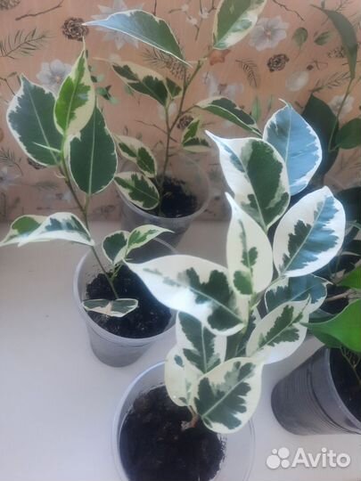 Фикус бенджамина