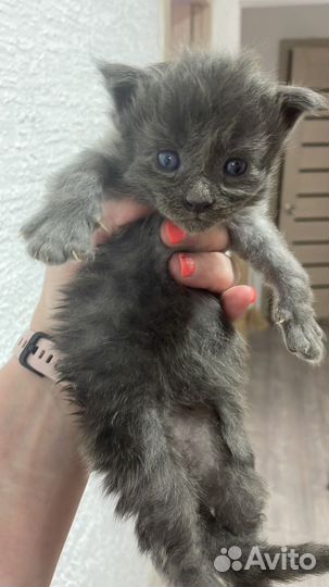 Майн кун котята