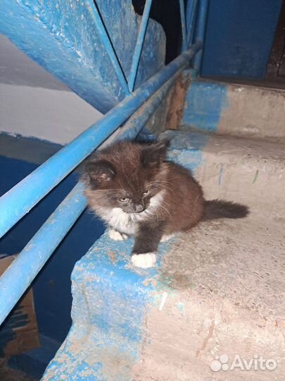 Отдам котенка