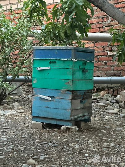 Пчелы и улья