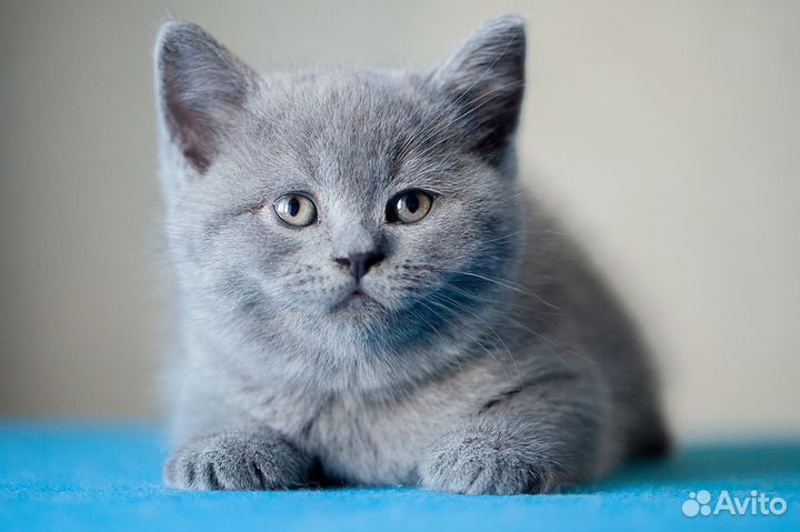 Теон британский котик от породистых родителей