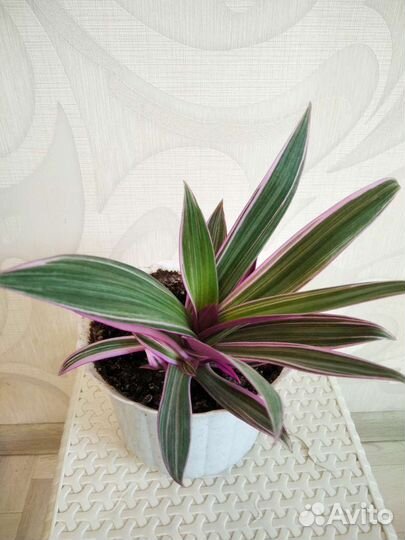 Цветы для дома и офиса