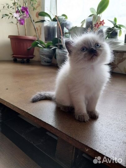 Котята