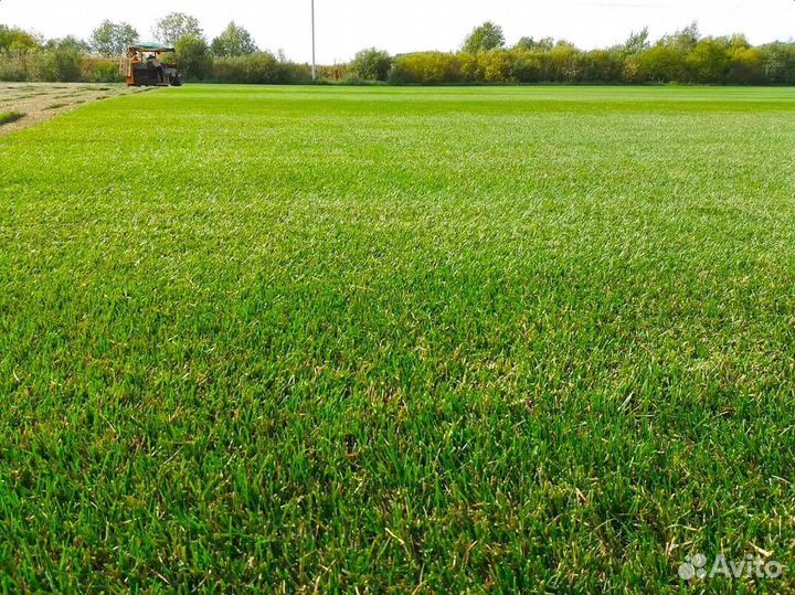 Рулонный газон Премиум качества морозостойкий