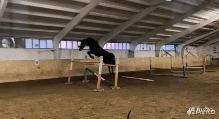 Жеребец на случку