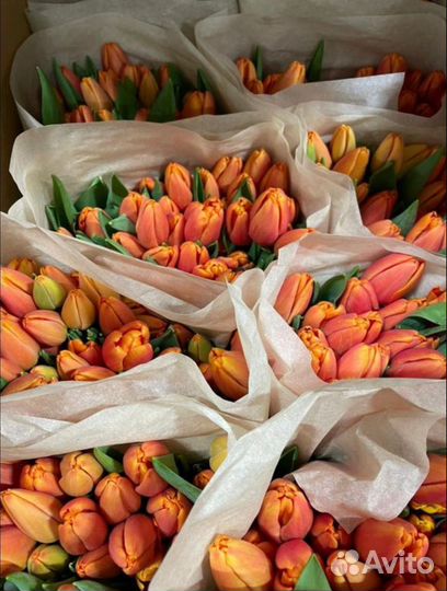 Тюльпаны к 8 марта