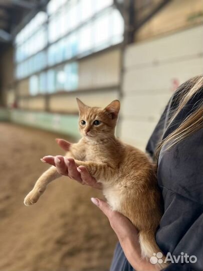 Кошка в дар