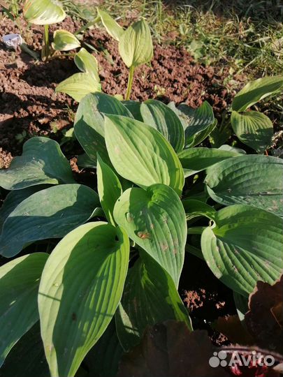 Хоста растение