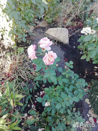 Продаю кусты роз