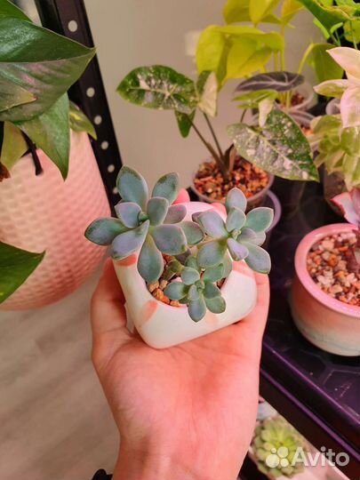 Суккуленты