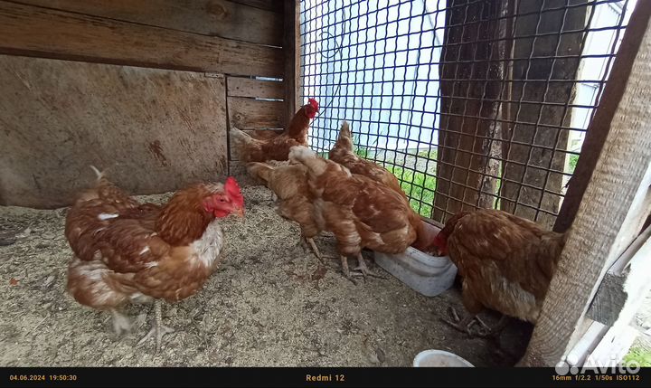 Куры несушки