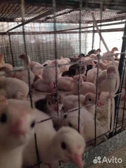 Инкубационное яйцо индейки опт