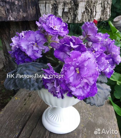 Комнатные фиалки,лист