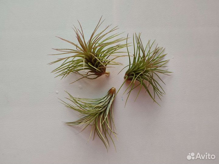 Тилландсия атмосферная фанкиана