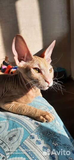 Кот сфинкс браш