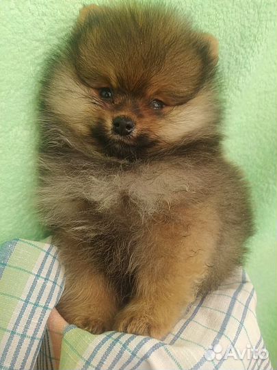 Щенки шпица