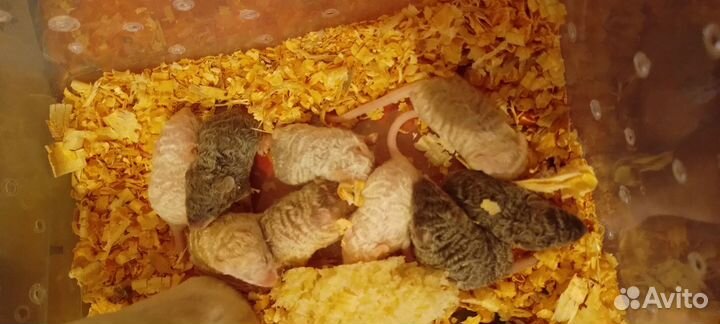 Мышки кучерявые