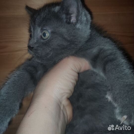 Кошка в дар