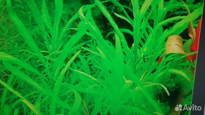 Аквариумные растения