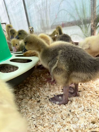 Гуси Крупный серый, Линда