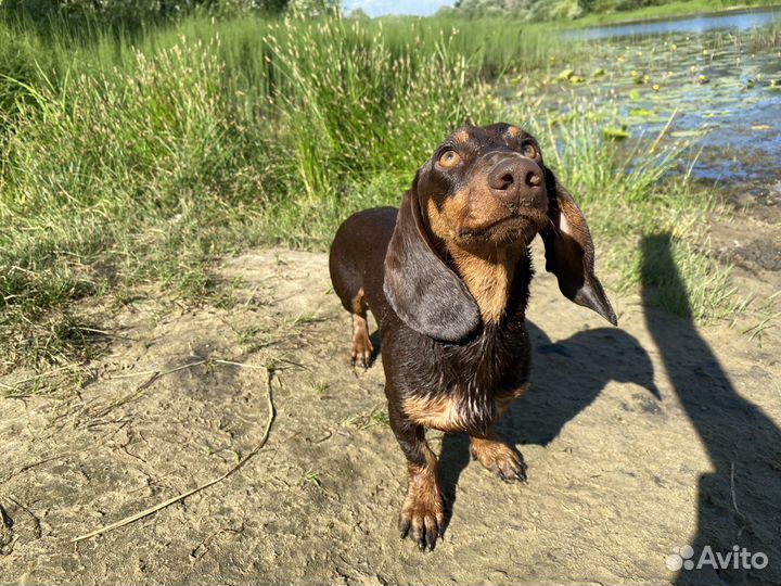 Такса кобель вязка шоколадный окрас