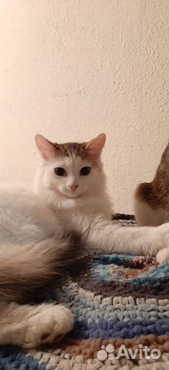 Кошечка ищет семью