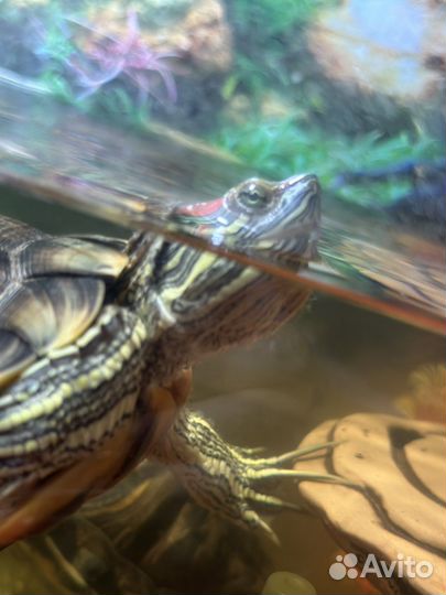 Черепаха с аквариумом