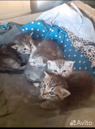 Котята в добрые руки