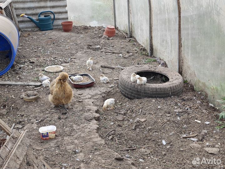 Цыплята и куры брама