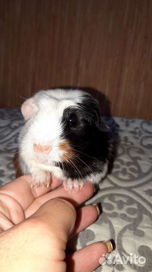 Морские свинки цветной крестед