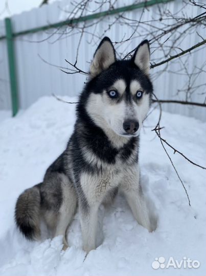 Сибирский хаски вязка