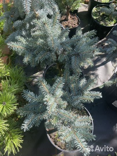 Ель Глаука Глобоза