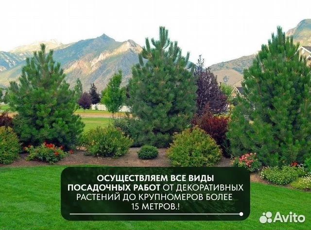 Ель обыкновенная