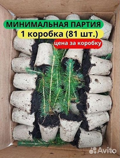 Сеянцы сосны зкс от производителя