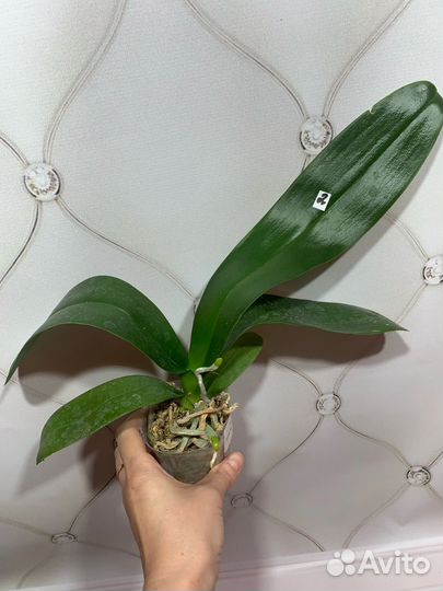 Sky Lantern орхидея