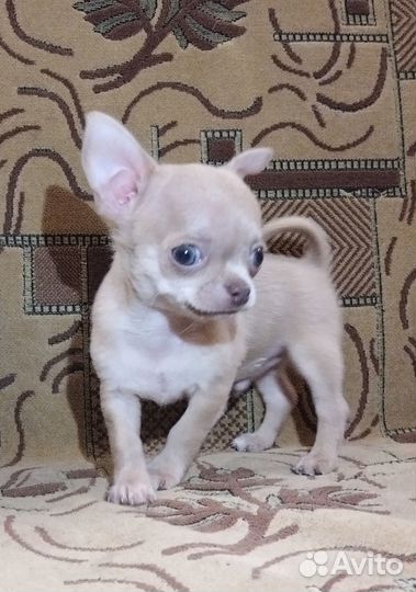 Щенки чихуахуа мини гладкошерстные