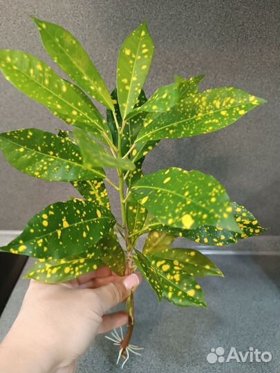 Кодиеум кротон