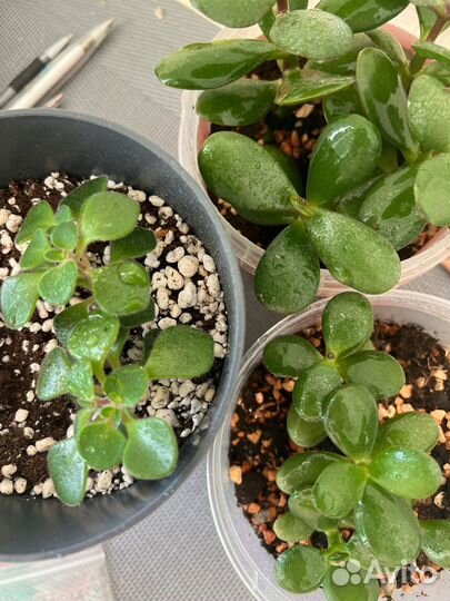 Толстянка и цветок любви