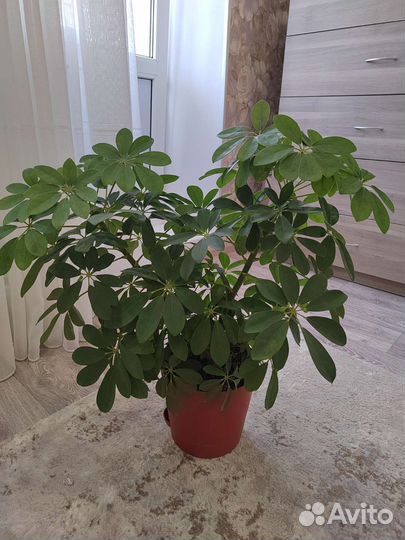 Комнатные цветы шефлера